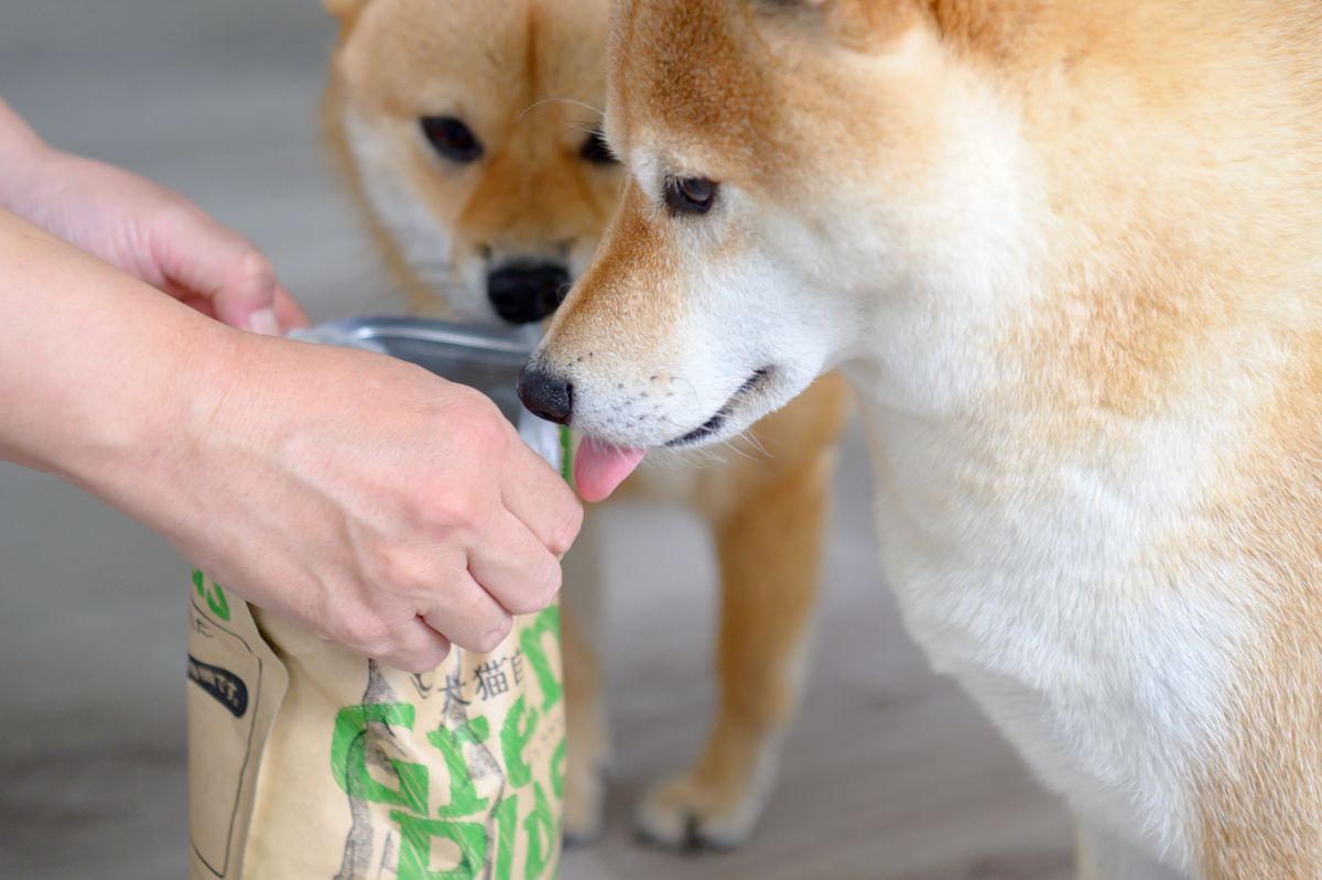 開けた袋のにおいを嗅ぐ柴犬